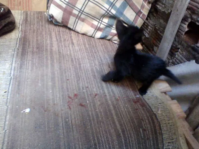 Gato raça mestiço  idade Abaixo de 2 meses nome Saimon