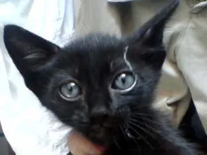 Gato raça mestiço  idade Abaixo de 2 meses nome Saimon