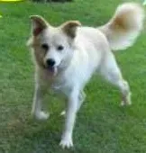 Cachorro raça SRD idade 1 ano nome Urso