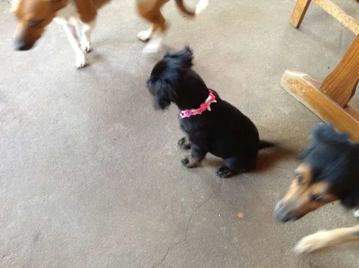 Cachorro ra a indefinida idade 2 a 6 meses nome sem nome