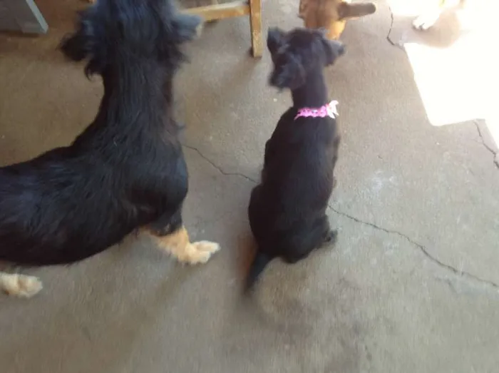 Cachorro ra a indefinida idade 2 a 6 meses nome sem nome