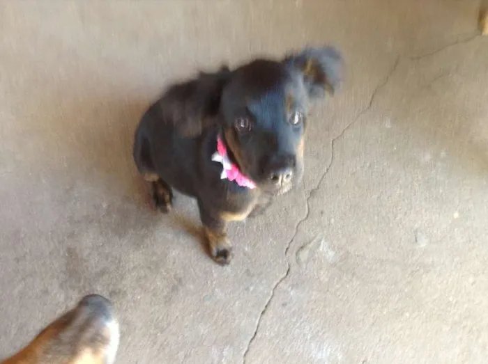 Cachorro ra a indefinida idade 2 a 6 meses nome sem nome
