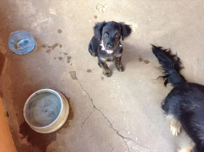 Cachorro ra a indefinida idade 2 a 6 meses nome sem nome