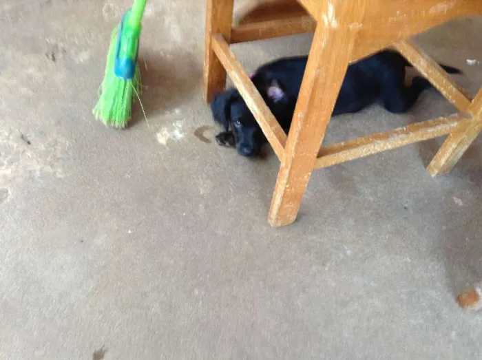 Cachorro ra a indefinida idade 2 a 6 meses nome sem nome