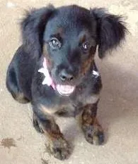 Cachorro raça indefinida idade 2 a 6 meses nome sem nome
