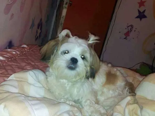 Cachorro ra a Lhasa Apso idade 3 anos nome Pitty