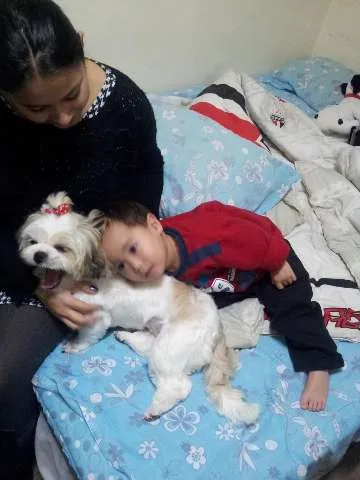 Cachorro ra a Lhasa Apso idade 3 anos nome Pitty