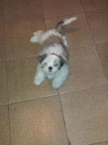 Cachorro ra a Lhasa Apso idade 3 anos nome Pitty