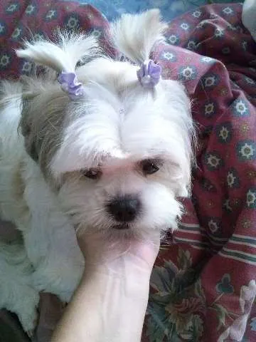 Cachorro ra a Lhasa Apso idade 3 anos nome Pitty