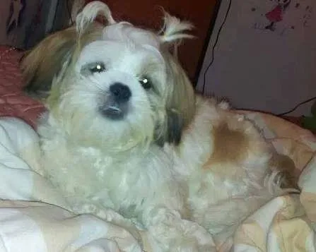 Cachorro ra a Lhasa Apso idade 3 anos nome Pitty