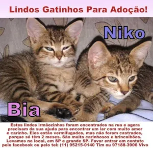 Gato raça SRD idade Abaixo de 2 meses nome Niko e Bia