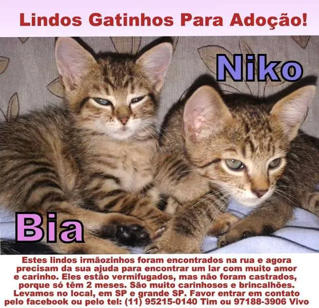 Gato ra a SRD idade Abaixo de 2 meses nome Niko e Bia