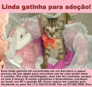 Gato raça SRD idade Abaixo de 2 meses nome Penélope