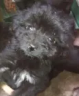 PRETINHA