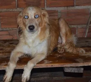 Cachorro raça SRD idade 3 anos nome Elke