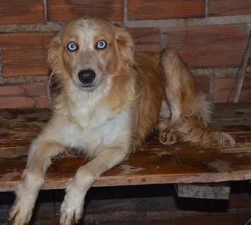 Cachorro ra a SRD idade 3 anos nome Elke
