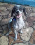 Floquinha