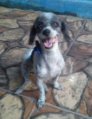 Cachorro raça Poodle idade 6 ou mais anos nome Floquinha