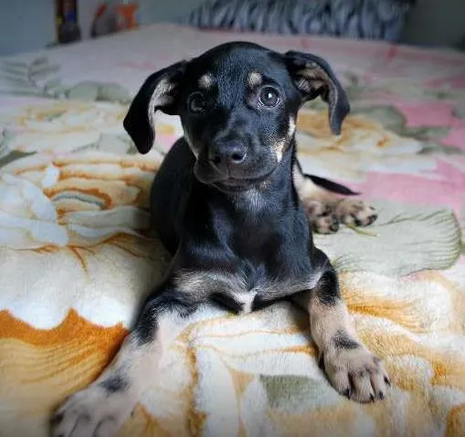 Cachorro ra a SRD idade 2 a 6 meses nome XUXU, 3 meses