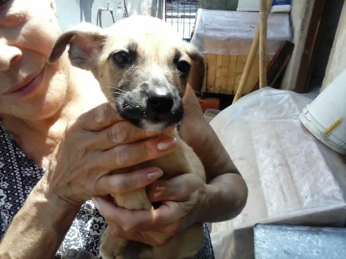 Cachorro ra a  idade 2 a 6 meses nome nao tem