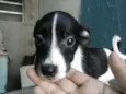 nao tem