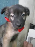 nao tem