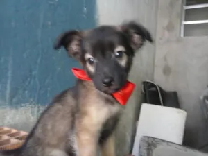 Cachorro raça  idade 2 a 6 meses nome nao tem