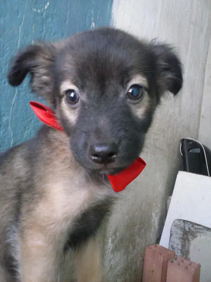 Cachorro ra a  idade 2 a 6 meses nome nao tem