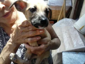 Cachorro raça  idade 2 a 6 meses nome nao tem