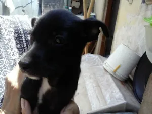 Cachorro raça  idade Abaixo de 2 meses nome nao tem