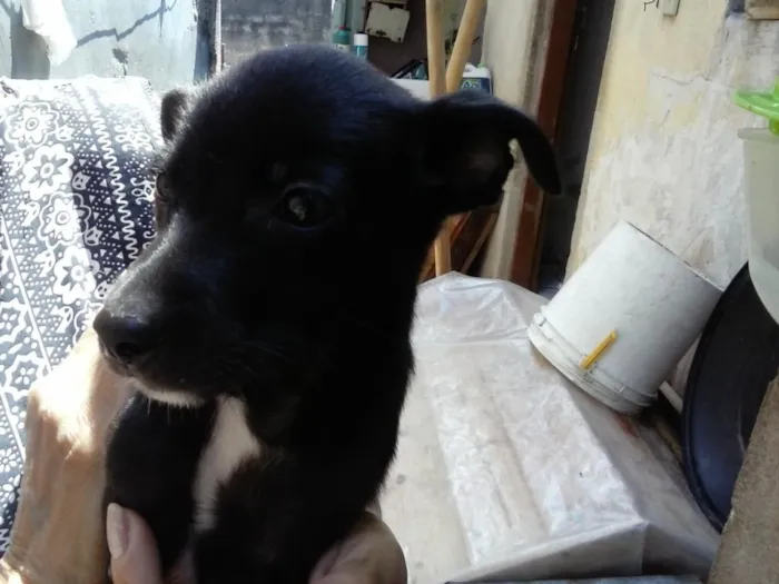 Cachorro ra a  idade Abaixo de 2 meses nome nao tem