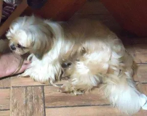 Cachorro raça Shitzu idade 5 anos nome scooby