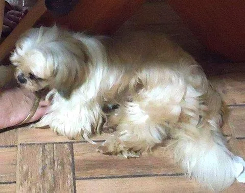 Cachorro ra a Shitzu idade 5 anos nome scooby
