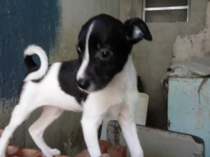 Cachorro ra a  idade 2 a 6 meses nome nao tem