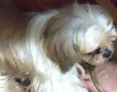 Cachorro ra a Shitzu idade 5 anos nome scooby