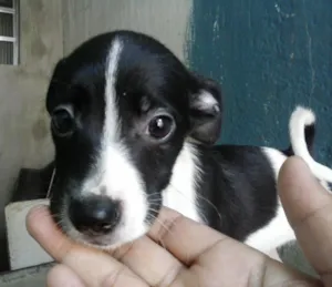 Cachorro raça  idade 2 a 6 meses nome nao tem