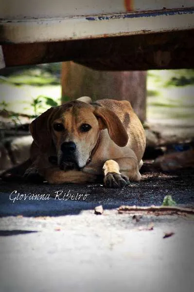 Cachorro ra a Vira-Lata idade 7 a 11 meses nome Ella