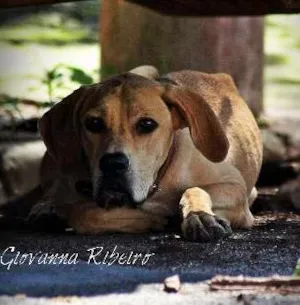 Cachorro raça Vira-Lata idade 7 a 11 meses nome Ella