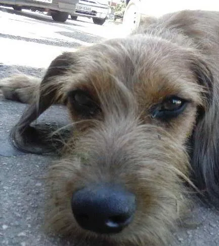 Cachorro ra a SRD idade 7 a 11 meses nome ALOHA