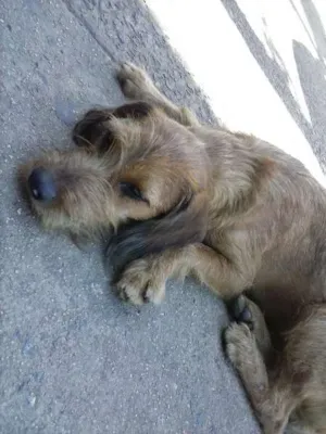 Cachorro raça SRD idade 7 a 11 meses nome ALOHA