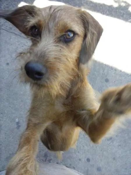 Cachorro ra a SRD idade 7 a 11 meses nome ALOHA
