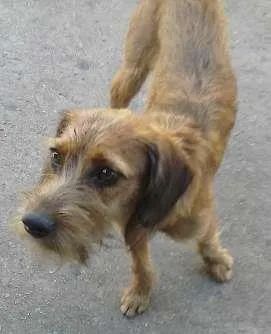 Cachorro ra a SRD idade 7 a 11 meses nome ALOHA