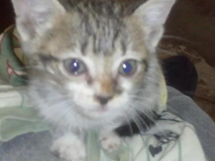 Gato ra a desconhecido idade Abaixo de 2 meses nome varios