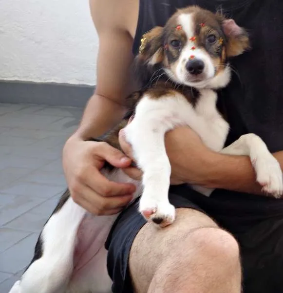 Cachorro ra a SRD idade 2 a 6 meses nome Nina