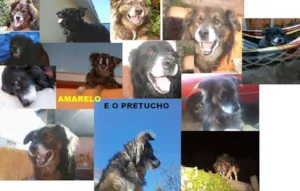 Cachorro raça Viralata idade 4 anos nome Pretucho/Amarelo