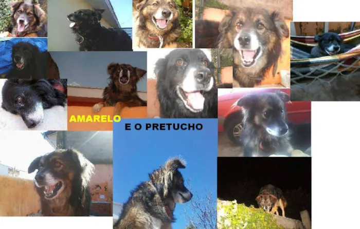 Cachorro ra a Viralata idade 4 anos nome Pretucho/Amarelo