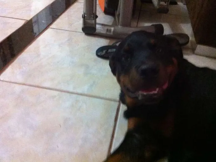 Cachorro ra a Rottweiler idade 2 anos nome Azeitona