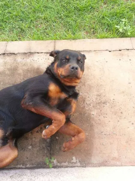 Cachorro ra a Rottweiler idade 2 anos nome Azeitona