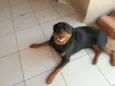 Azeitona