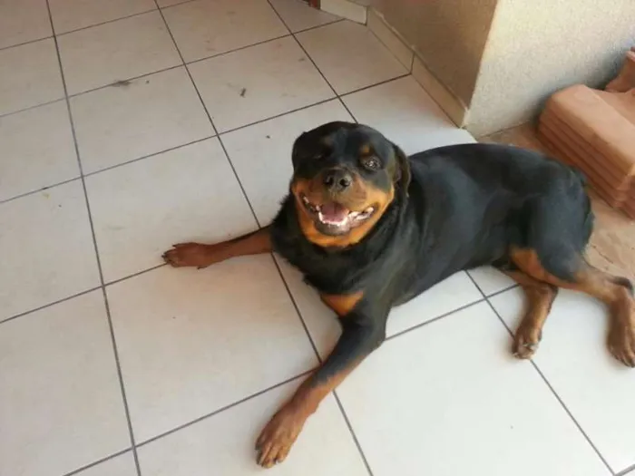 Cachorro ra a Rottweiler idade 2 anos nome Azeitona